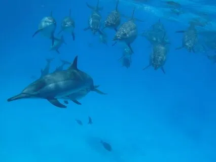 Connect With The Dolphin Spirit And The Ocean