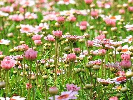 Connect With The Faerie Realm