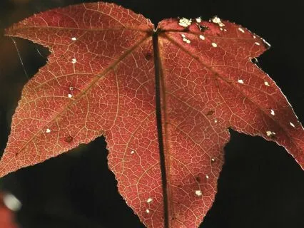 Connect With The Root, Heart And Third Eye Chakras