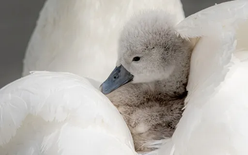 Connect With The Soul Of Your Child - Vibrational Child 