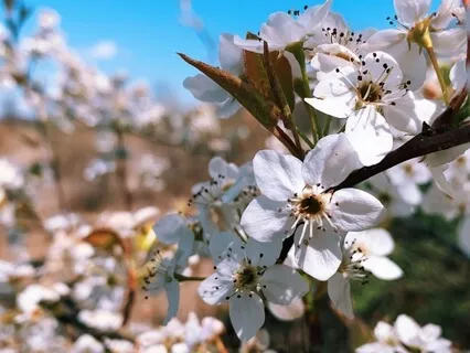 Connect With The World Tree & Hear Your Own Sacred Song