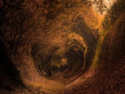 Connect With Your Ancestors: Guided Journey