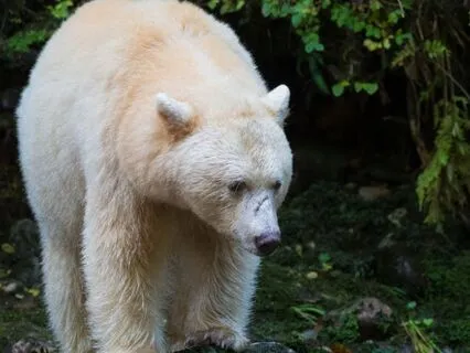 Connect With Your Animal Guide