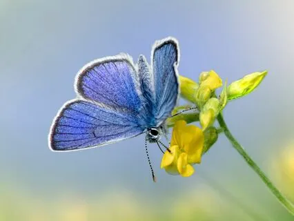 Connect With Your Butterfly Guide