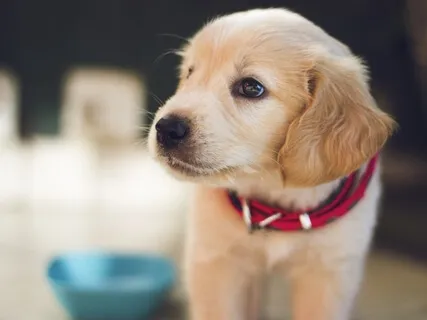 Connect With Your Dog