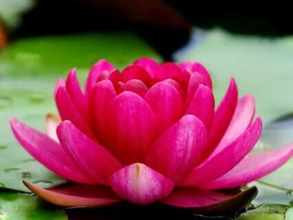 Connect With Your Heart Chakra Through The Lotus Of Infinity