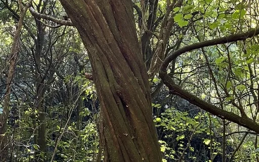 Connect With Your Inner Strength (Forest Meditation) 