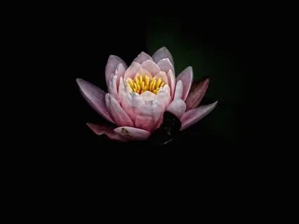 Connect with Your Internal Wisdom