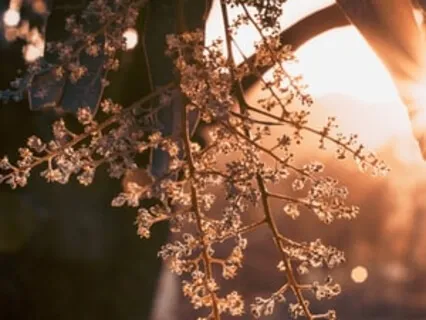 Connect With Your Light Body With Light Language