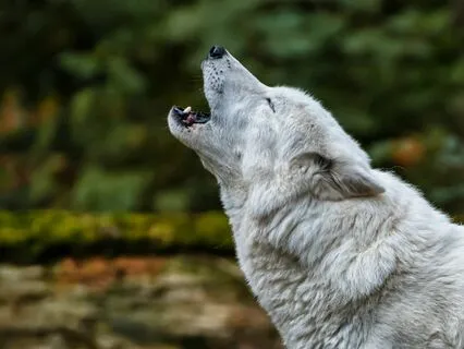 Connect with Your Spirit Animal