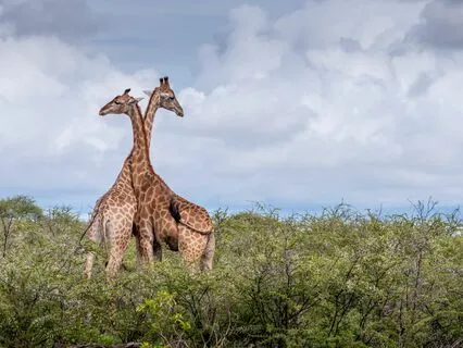 Connect With Your Spirit Animal