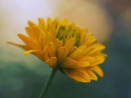 Connect With Your True Values - Despite Illness Or Pain