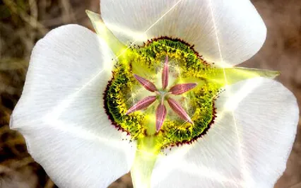 Connect With Your Unborn Baby Meditation