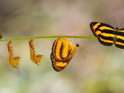 Connecting Couples Practice: Loves, Fears And Desires