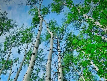 Connecting Deeply With Nature: A Guided Meditation