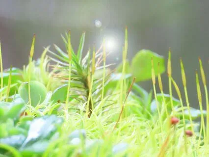 Connecting Into The Field Of Our Multi-Dimensional Self