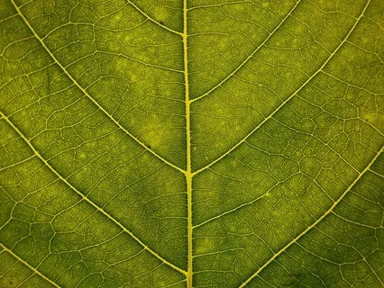 Connecting Prenatal Meditation