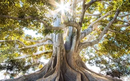 Connecting The Heart