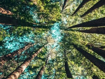 Connecting To A Non-Human Element Meditation