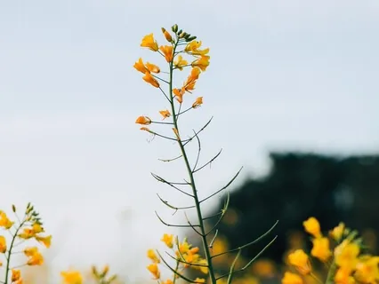 Connecting To Our Aliveness