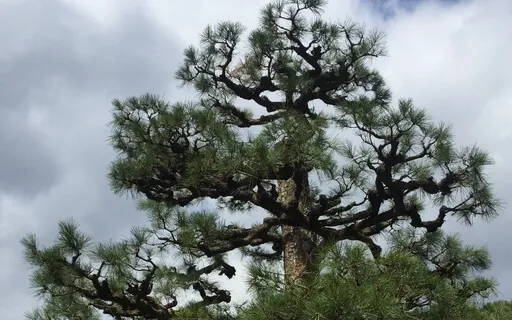 Connecting To Pine Trees 松樹支持冥想