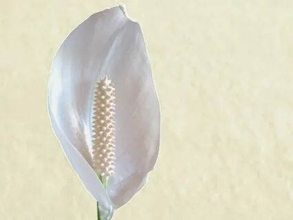 Connecting To Self-Compassion During The Grieving Journey