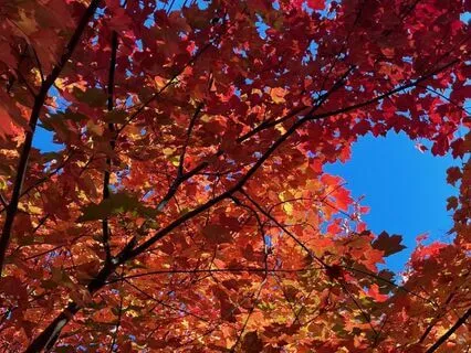 Connecting To Softness In Challenging Times