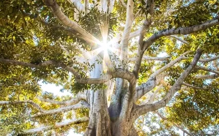 Connecting To Soul Meditation