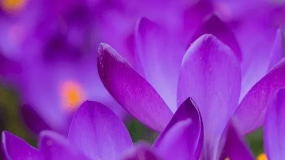 Connecting To The Body & Breath   - 16 Min Daily Insight