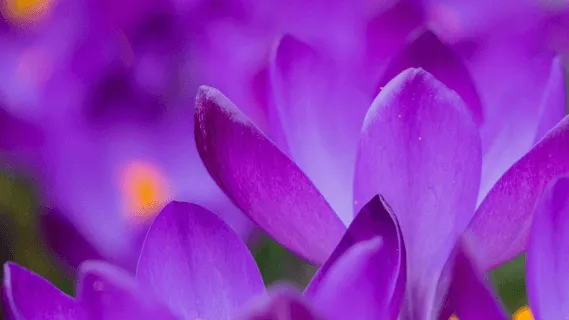 Connecting To The Body & Breath   - 5 Min Daily Insight