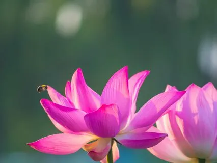 Connecting To The Crown Chakra And Thought Element