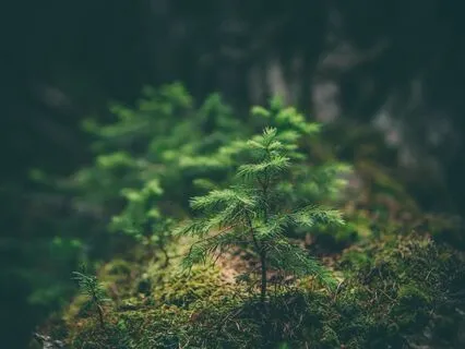 Connecting To The Earth