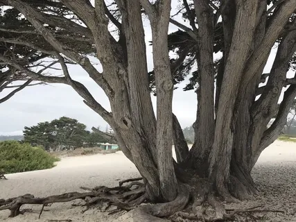 Connecting To The Energetic Vital Body