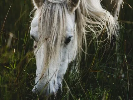 Connecting To The Heart