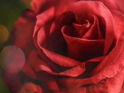 Connecting To The Red Rose