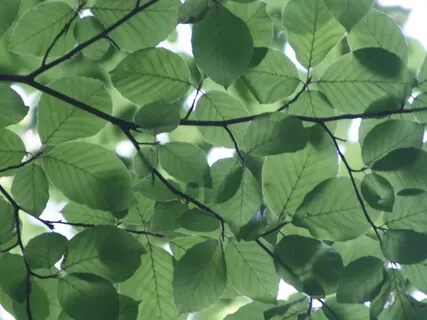 Connecting To The Vibration Of Love = Expansiveness