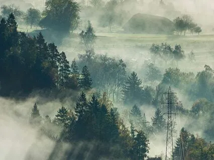 Connecting To The Wisdom Of Trees