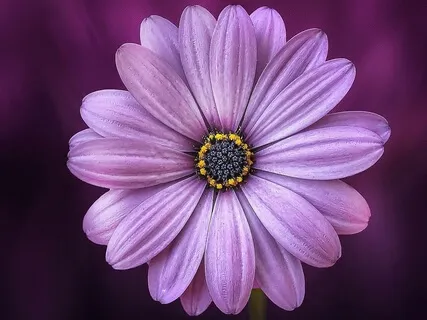 Connecting To Universal Love: Oneness - Crown Chakra