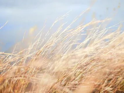 Connecting To Your Breath