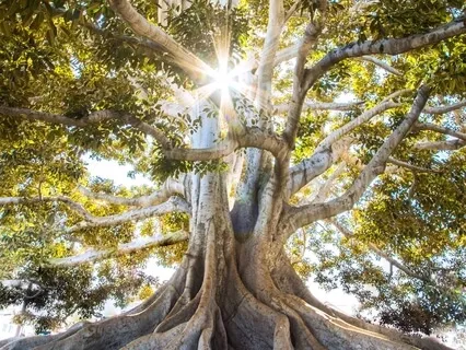 Connecting To Your Earth Star Chakra