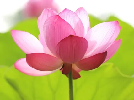 Connecting To YOUR Inner Guide • Intuitive Expansion Guided Meditation 