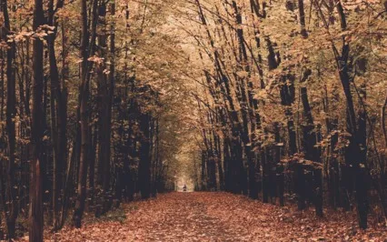 Connecting With A Deceased Pet