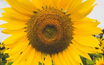 Connecting With Abundance Affirmations Meditation