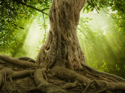 Connecting With Gratitude To Mother Earth