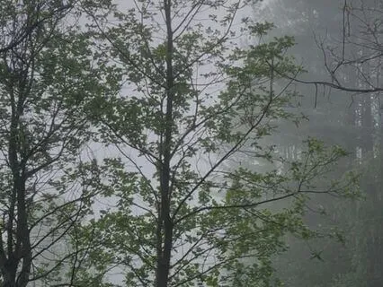 Connecting With Nature - Breathwork & Meditation