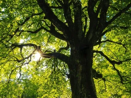 Connecting With Nature For A Quiet Mind