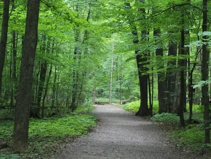 Connecting With Nature Meditation