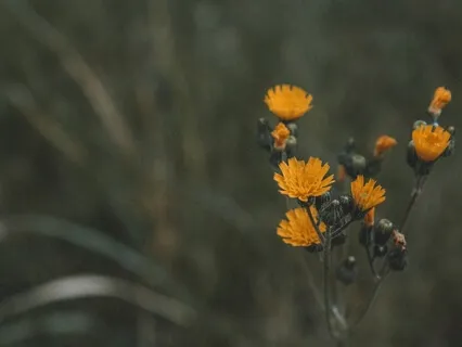 Connecting With Nature