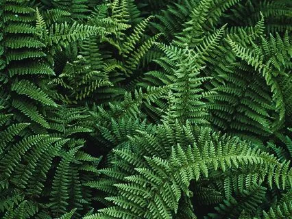 Connecting With Our Greater Body