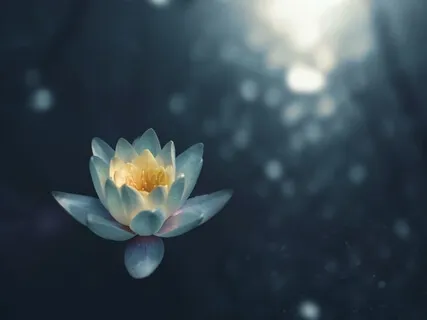 Connecting With Our Relational Field Of Care